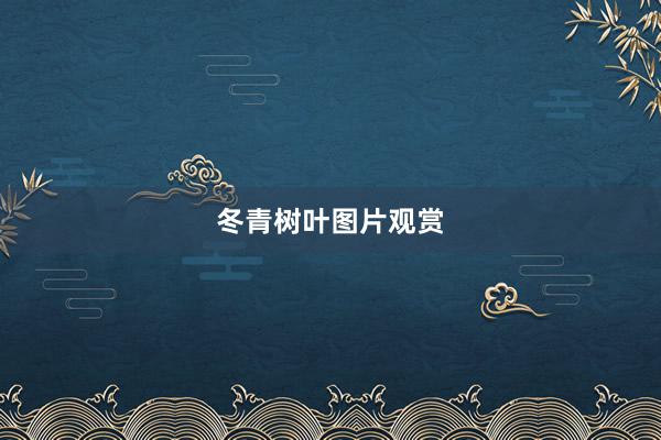 冬青树叶图片观赏