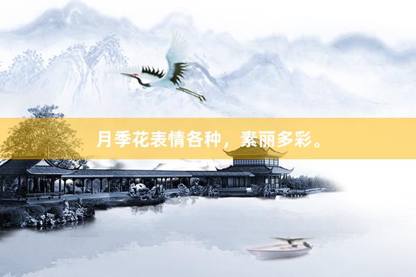 月季花表情各种，素丽多彩。
